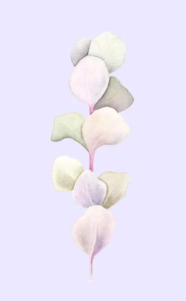 Eucalyptus Brunch Leaves Isolated Light Purple Background Watercolor Hand Painted — Stock Photo, Image