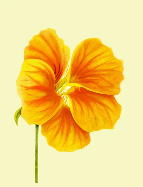 Beautiful Nasturtium Yellow Orange Colors Bright Flower Botanical Realistic Art — Stock Photo, Image