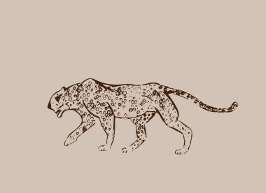 Çita. Elle çizilmiş mürekkep kroki. Yatay çizim. Vektör oyma. Predator çizgi roman. Kahverengi hat illüstrasyon izole üzerinde açık bej renkli. Safari kavramı.