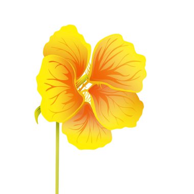 Güzel nasturtium beyaz arka plan üzerinde izole. Sarı ve turuncu parlak çiçek. Botanik gerçekçi sanat. Detaylı vektör çizim el çekilmiş. 