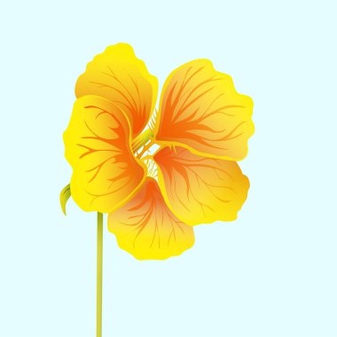 Güzel nasturtium üzerinde açık mavi renkli izole. Sarı ve turuncu parlak çiçek. Botanik gerçekçi sanat. Detaylı vektör çizim el çekilmiş.