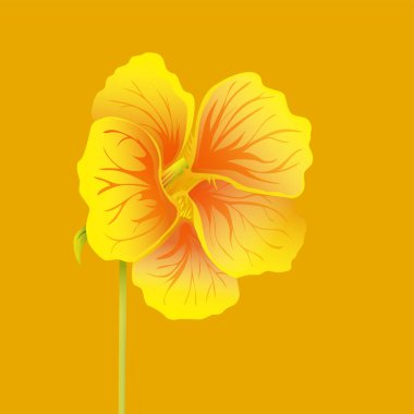 Güzel nasturtium. Sarı ve turuncu parlak çiçek. Botanik gerçekçi sanat. Detaylı vektör çizim el çekilmiş.