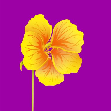 Güzel nasturtium parlak mor arka plan üzerinde izole. Sarı ve turuncu parlak çiçek. Botanik gerçekçi sanat. Detaylı vektör çizim el çekilmiş.