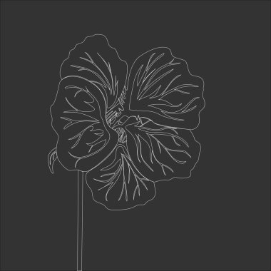 Nasturtium kır çiçeği. Koyu gri arka plan üzerinde çizim. Vektör çiçek çizim. Tebeşir tahtası taklit.