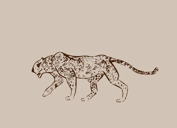 Cheetah Dibujo Tinta Dibujado Mano Dibujo Horizontal Grabado Vectorial Arte — Vector de stock