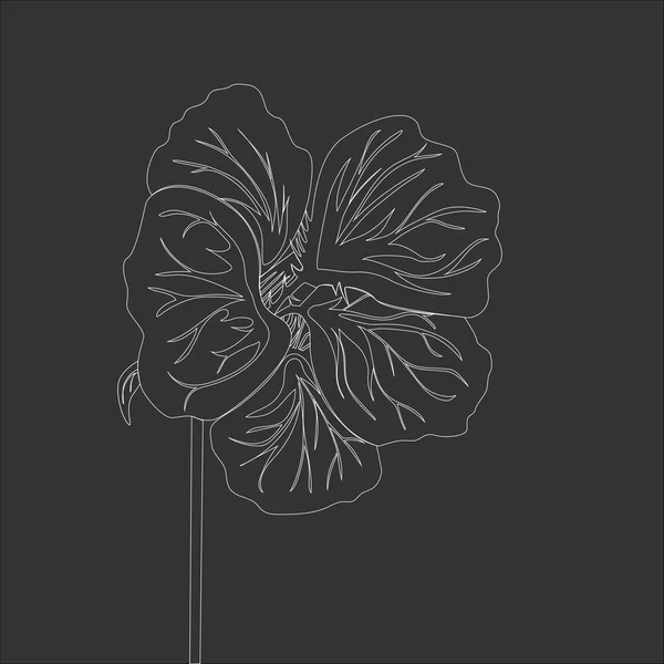 Nasturtium Vild Blomma Linjeritning Mörkgrå Bakgrund Vektor Blommig Illustration Krita — Stock vektor