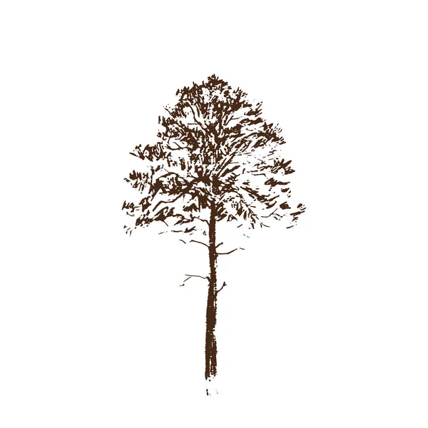 Drzewo Sosny Rysowanie Linii Brązowy Izolowany Białym Tle Ręcznie Rysowane — Wektor stockowy