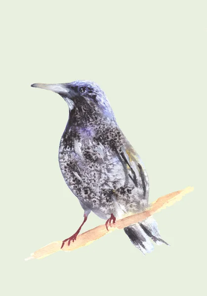 Blackbird Gałęzi Według Malarstwa Akwarela Ilustracja Pleśniawki Piękny Ptak Stylizowane — Zdjęcie stockowe