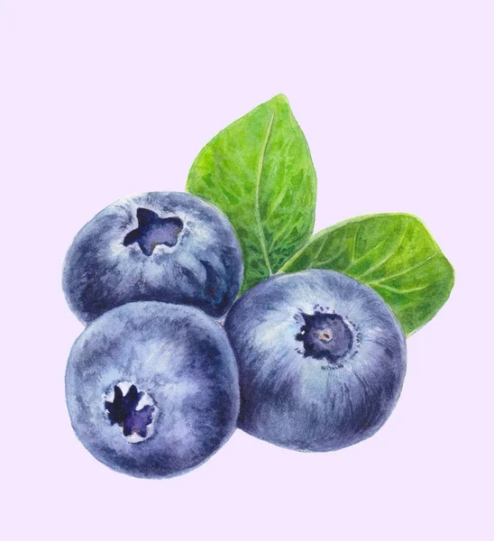 Blaubeeren Mit Blättern Isoliert Auf Hellem Hintergrund Handgezeichnete Blaubeere Aquarellmalerei — Stockfoto