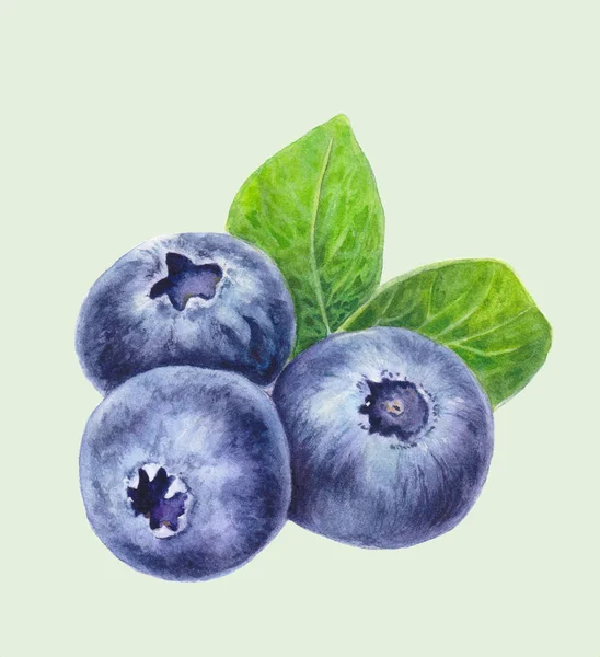 Blaubeeren Mit Vereinzelten Blättern Auf Hellgrünem Hintergrund Handgezeichnete Blaubeere Aquarellmalerei — kostenloses Stockfoto