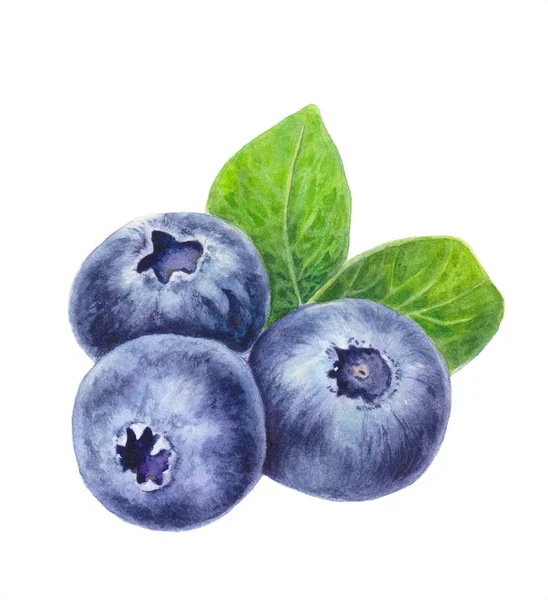 蓝莓与叶子查出在白色背景 手绘蓝莓 水彩画的浆果 植物学的插图 逼真的艺术 — 图库照片