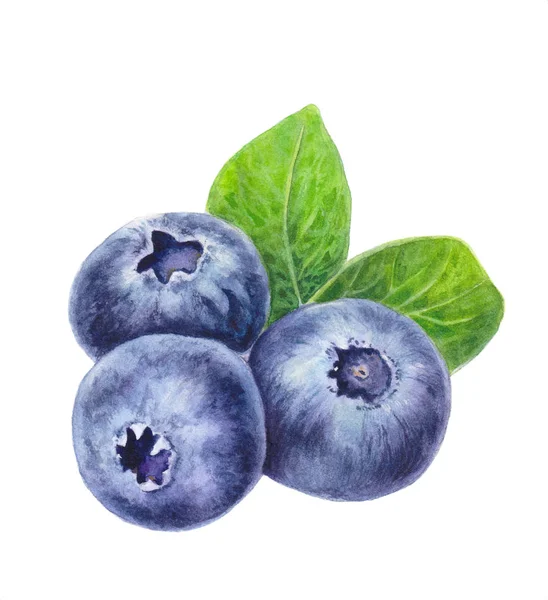 Blaubeeren Mit Blättern Auf Weißem Hintergrund Handgezeichnete Blaubeere Aquarellmalerei Von — Stockfoto