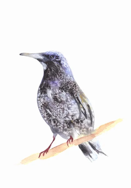 Blackbird Gałęzi Według Malarstwa Akwarela Ilustracja — Zdjęcie stockowe