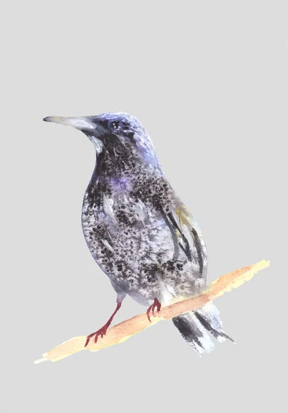 Blackbird Gałęzi Według Malarstwa Akwarela Ilustracja — Zdjęcie stockowe
