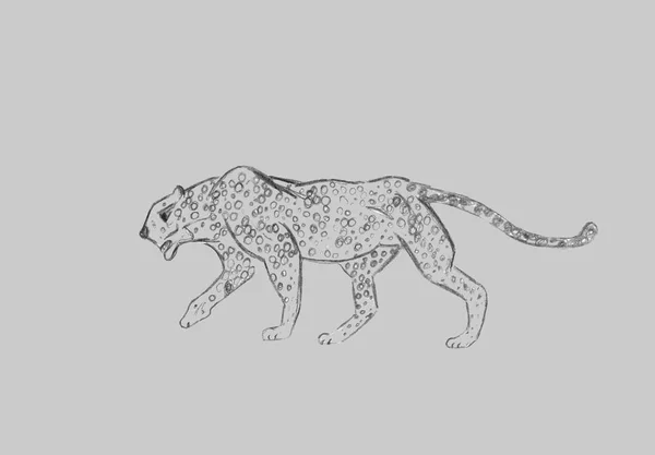 Cheetah Prowling Black Line Drawing Isolated Light Gray Background Hand — Stock Photo, Image