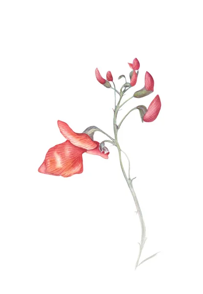 Schöne Blüten Der Bohnenpflanze Phaseolus Coccineus Aquarell Illustration Isoliert Auf — Stockfoto