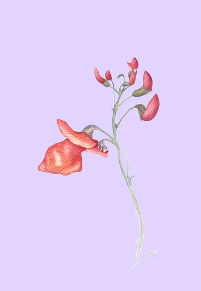 Güzel Çiçekler Runner Bean Bitki Phaseolus Coccineus Suluboya Illüstrasyon Izole — Stok fotoğraf