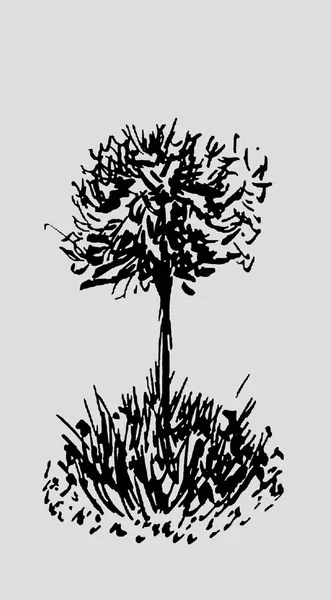 Tree Sketch Vintage Illustration Engraved Style Hand Drawn Ink Back — Stock Photo, Image
