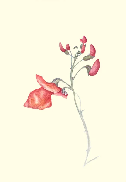 Beautiful Flowers Runner Bean Plant Phaseolus Coccineus Watercolor Illustration Isolated — Stock Photo, Image