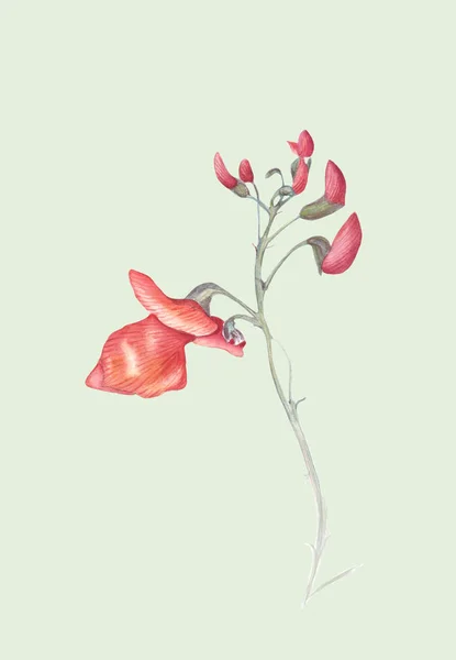 Lindas Flores Runner Bean Plant Phaseolus Coccineus Ilustração Aquarela Isolada — Fotografia de Stock