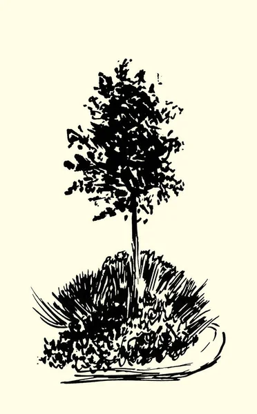 Croquis Arbre Illustration Vintage Style Gravé Encre Dessinée Main Dessin — Photo