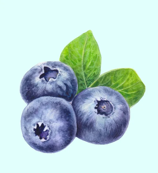 Blueberries Leaves Isolated Light Background Hand Drawn Blueberry Watercolor Painting — Stock Photo, Image