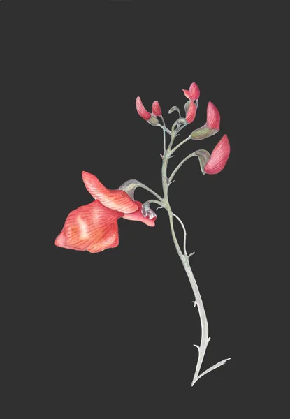 Beautiful flowers of Runner Bean Plant (Phaseolus coccineus). Watercolor illustration isolated on black background. Realistic botanical art. — Stock Photo, Image