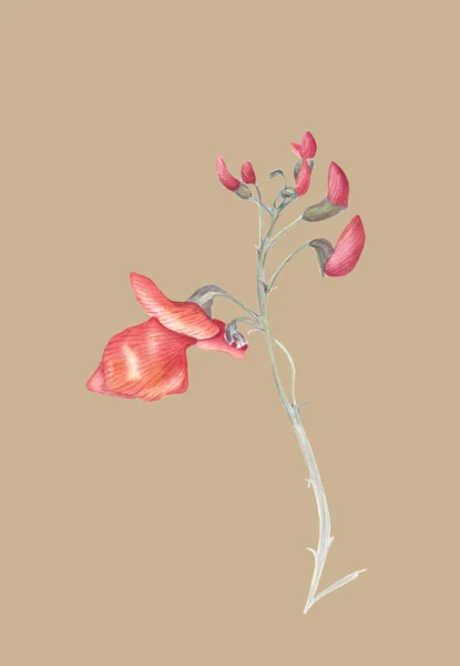 Beautiful flowers of Runner Bean Plant (Phaseolus coccineus). Watercolor illustration isolated on light beige background. Realistic botanical art. — Stock Photo, Image