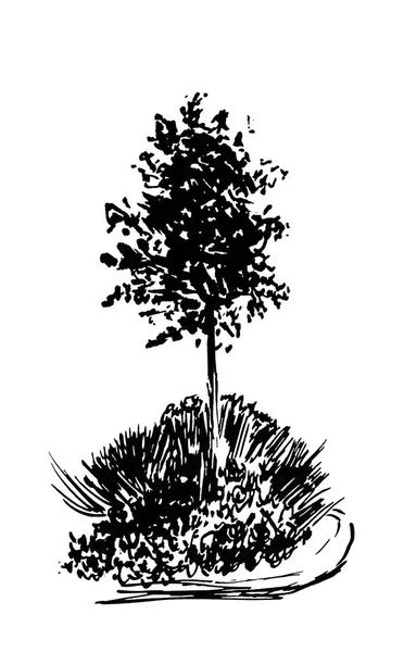 Δέντρο σκίτσο. Vintage εικονογράφηση, χαραγμένο στυλ. Χέρι μελάνι. Πίσω γραμμικό σχέδιο απομονωμένη σε άσπρο φόντο. Για το τοπίο, πάρκο, υπαίθρια σχεδιασμό. — Φωτογραφία Αρχείου