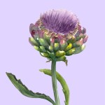 Fresh organic artichoke flower (Cynara scolymus) isolated on purple background. Watercolor botanical illustration. Eco vegetarian food. Hand painted poster or print. Realistic style.