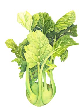 Yeşil yaprakları beyaz arka plan üzerinde izole lahana kohlrabi. Brassica oleracea. Organik sağlıklı yiyecekler. Tatlı sebze Suluboya boyama. Botanik illüstrasyon. Gerçekçi sanat.