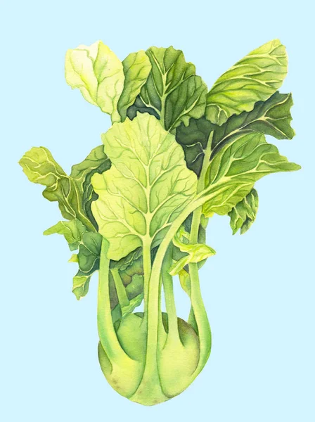 Káposzta karalábé zöld levelei izolált világoskék háttér. Brassica oleracea. Organikus egészséges ételek. Friss zöldség akvarell festés. Botanikai illusztráció. Reális művészet. — Stock Fotó