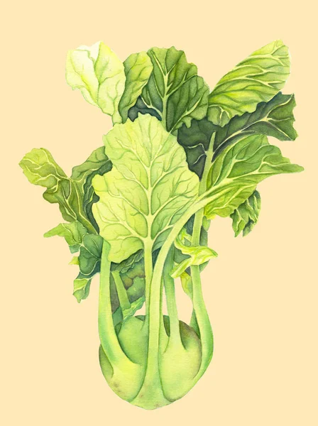 Cabbage kohlrabi with green leaves isolated  on light background. Brassica oleracea. Organic healthy food. Fresh vegetable Watercolor painting. Botanical illustration. Realistic art. — Stock Photo, Image
