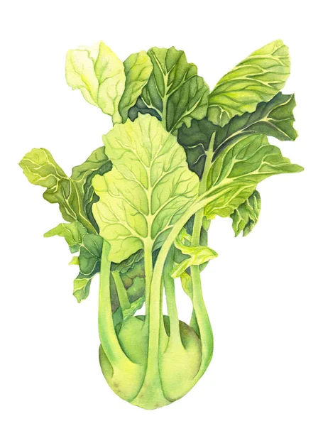 Yeşil yaprakları beyaz arka plan üzerinde izole lahana kohlrabi. Brassica oleracea. Organik sağlıklı yiyecekler. Tatlı sebze Suluboya boyama. Botanik illüstrasyon. Gerçekçi sanat.