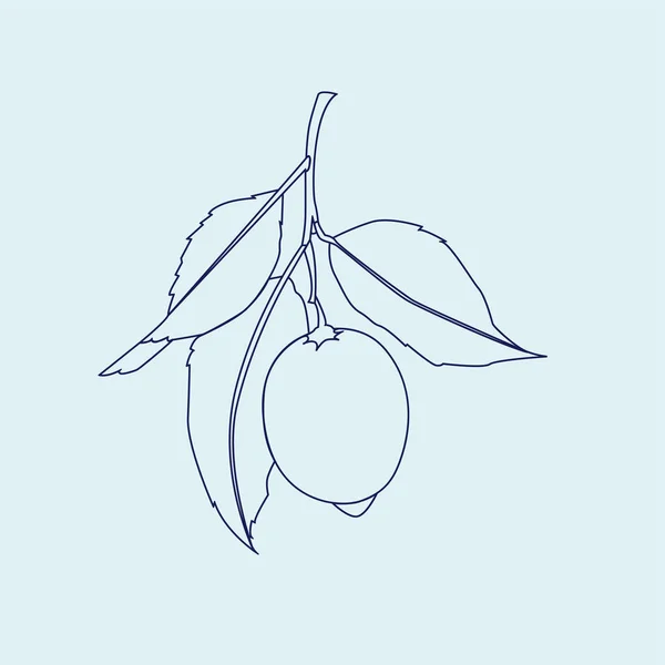 Frutto al limone con foglie. Disegno a linee isolato su sfondo blu. Agrumi freschi. Illustrazione vettoriale . — Vettoriale Stock