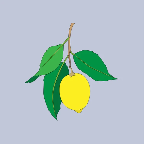 柠檬果与叶子隔离在灰色背景。新鲜的柑橘。矢量平面插图. — 图库矢量图片