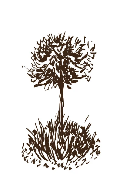 Árbol vector sketch.Vintage ilustración, estilo grabado. Tinta dibujada a mano. Dibujo Línea Marrón Aislado sobre fondo blanco. Para el paisaje, parque, diseño al aire libre . — Vector de stock