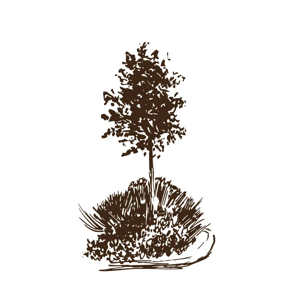 Árbol vector sketch.Vintage ilustración, estilo grabado. Tinta dibujada a mano. Dibujo Línea Marrón Aislado sobre fondo blanco. Para el paisaje, parque, diseño al aire libre . — Archivo Imágenes Vectoriales