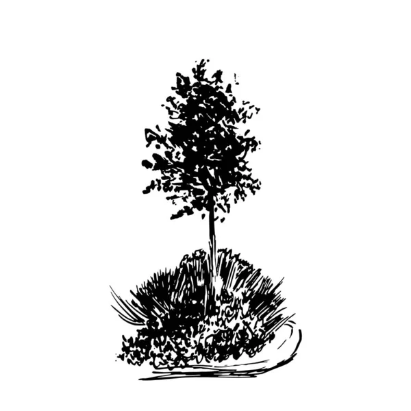 Tree vector sketch. Vintage illustration, engraved style. Hand drawn ink. Black Line drawing Isolated on white background. For landscape, park, outdoors design. — Stock Vector