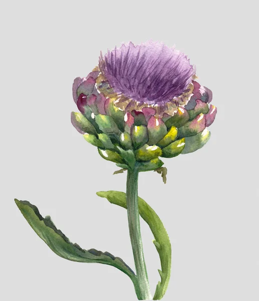 Świeży organiczny kwiat karczocha (Cynara scolymus) izolowany na jasnym szarym tle. Akwarela ilustracja botaniczna. Ekologiczne potrawy wegetariańskie. Ręcznie malowane plakat lub nadruk. Realistyczny styl. — Zdjęcie stockowe