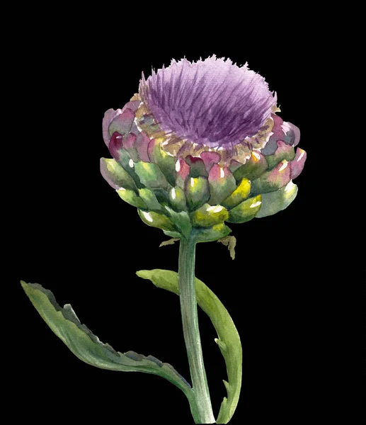 Frische Bio-Artischockenblume (cynara scolymus) isoliert auf schwarzem Hintergrund. Aquarell botanische Illustration. Öko-vegetarische Kost. handbemaltes Plakat oder Druck. realistischer Stil. — Stockfoto