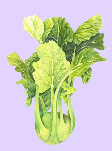 Yeşil yaprakları ile Lahana kohlrabi ışık arka plan izole. Brassica oleracea. Organik sağlıklı yiyecekler. Tatlı sebze Suluboya boyama. Botanik illüstrasyon. Gerçekçi sanat. — Stok fotoğraf