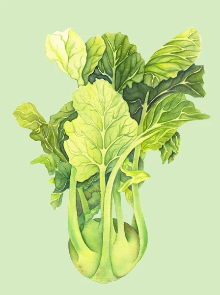 Káposzta karalábé zöld levelei elszigetelt világos háttérrel. Brassica oleracea. Organikus egészséges ételek. Friss zöldség akvarell festés. Botanikai illusztráció. Reális művészet. — Stock Fotó