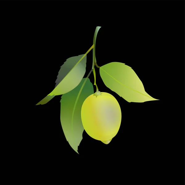 Citron frukter med löv isolerade på svart bakgrund. Fräsch citrus. Vektor illustration. — Stock vektor