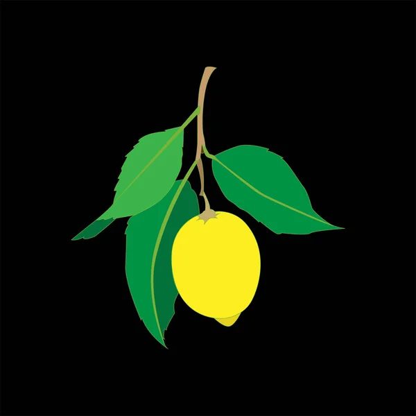Fruto de limón con hojas aisladas sobre fondo negro. Cítricos frescos. Ilustración plana del vector . — Vector de stock