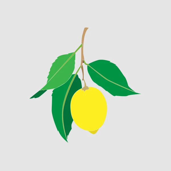 Λεμόνι φρούτα με φύλλα που απομονώνονται σε ανοιχτό γκρι φόντο. Φρέσκα εσπεριδοειδή. Εικονοδιάνυσμα επίπεδη απεικόνιση. — Διανυσματικό Αρχείο