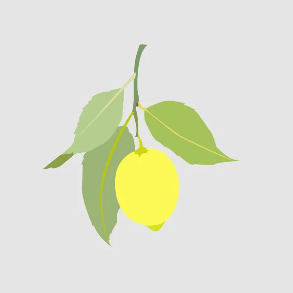 Açık gri arka plan üzerinde izole yaprakları ile Limon meyve. Taze narenciye. Vektör çizimi. — Stok Vektör