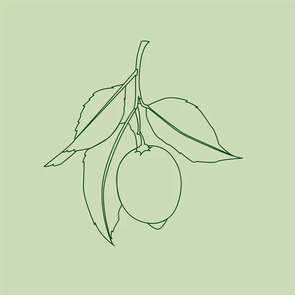Fruta de limón con hojas. Dibujo en línea aislado sobre fondo verde. Cítricos frescos. Ilustración vectorial . — Vector de stock