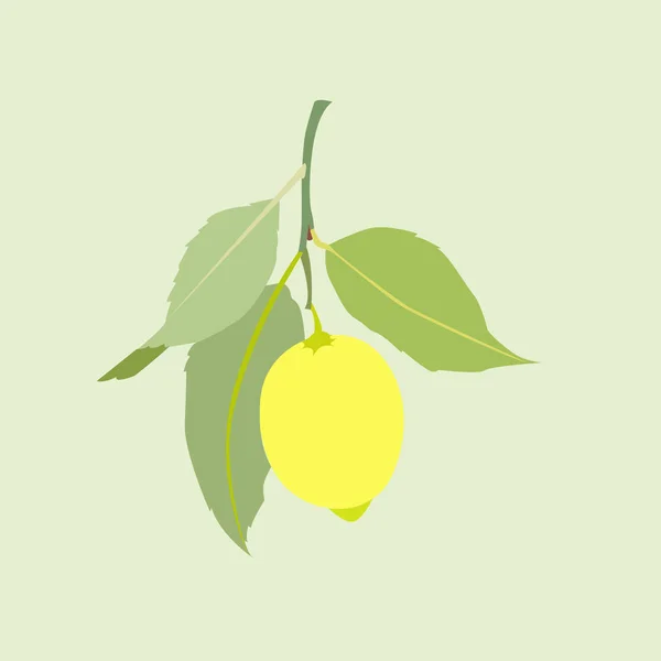 Fruto de limón con hojas aisladas sobre fondo verde claro. Cítricos frescos. Ilustración plana del vector . — Vector de stock