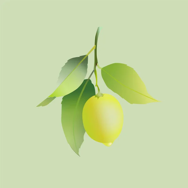 Citronnier avec des feuilles isolées sur fond vert clair. Agrumes frais. Illustration vectorielle . — Image vectorielle